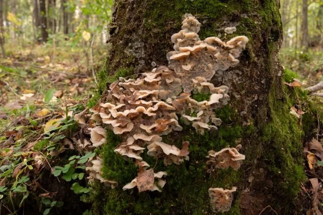 Resupinate fungi image